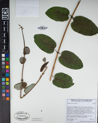 Lonicera subspicata image