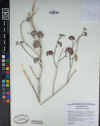 Asclepias albicans image