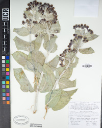 Asclepias californica subsp. californica image