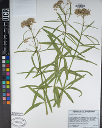 Asclepias fascicularis image