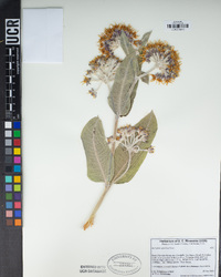 Asclepias speciosa image