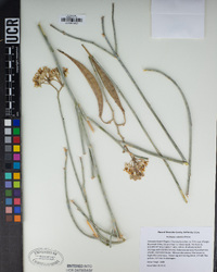 Asclepias subulata image