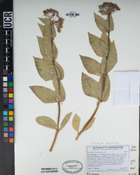 Asclepias vestita image