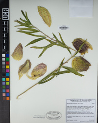 Gomphocarpus physocarpus image