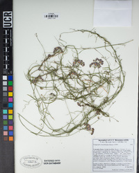 Funastrum cynanchoides image