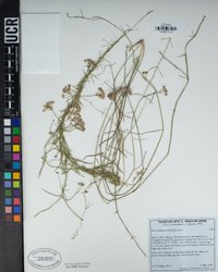 Funastrum cynanchoides image