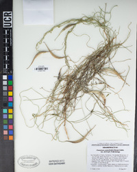 Funastrum heterophyllum image