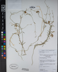 Funastrum hirtellum image