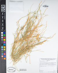 Funastrum hirtellum image