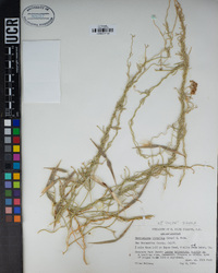 Funastrum hirtellum image