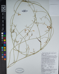 Funastrum hirtellum image