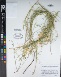 Funastrum hirtellum image