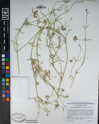 Funastrum hirtellum image