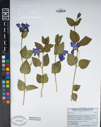 Vinca major image