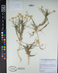 Acamptopappus sphaerocephalus var. hirtellus image