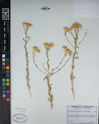 Acamptopappus sphaerocephalus image