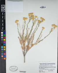 Acamptopappus sphaerocephalus image