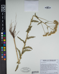 Achillea millefolium image