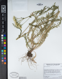 Achillea millefolium image