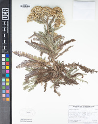 Achillea millefolium image