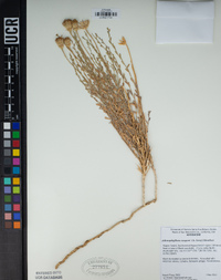 Adenophyllum cooperi image