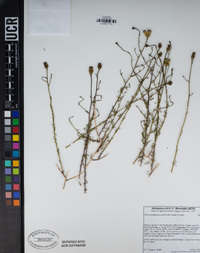 Adenophyllum porophylloides image