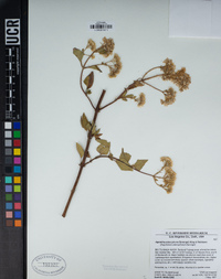 Ageratina adenophora image