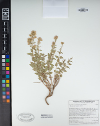 Ageratina occidentalis image