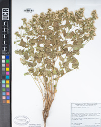 Ageratina occidentalis image