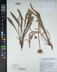 Agoseris grandiflora image