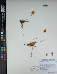 Agoseris heterophylla image