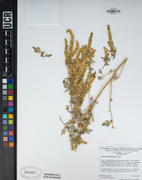 Ambrosia acanthicarpa image