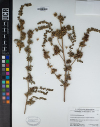 Ambrosia acanthicarpa image