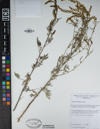 Ambrosia acanthicarpa image