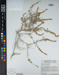 Ambrosia dumosa image