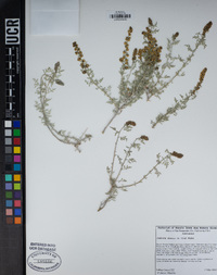 Ambrosia dumosa image