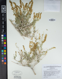 Ambrosia dumosa image