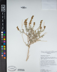 Ambrosia dumosa image