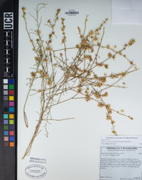 Ambrosia salsola image