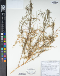 Ambrosia salsola image