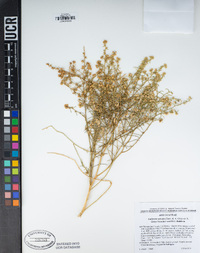 Ambrosia salsola image