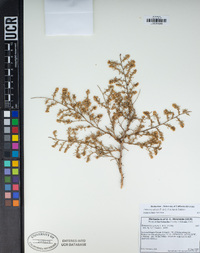 Ambrosia salsola image