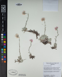 Antennaria rosea image