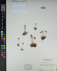 Antennaria umbrinella image