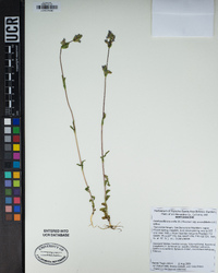 Gentianella amarella image