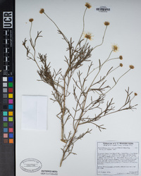 Argyranthemum foeniculaceum image