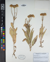 Arnica chamissonis image