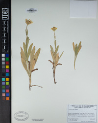 Arnica sororia image