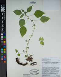 Acalypha brachystachya image