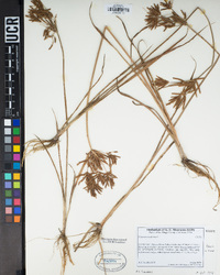 Cyperus esculentus image